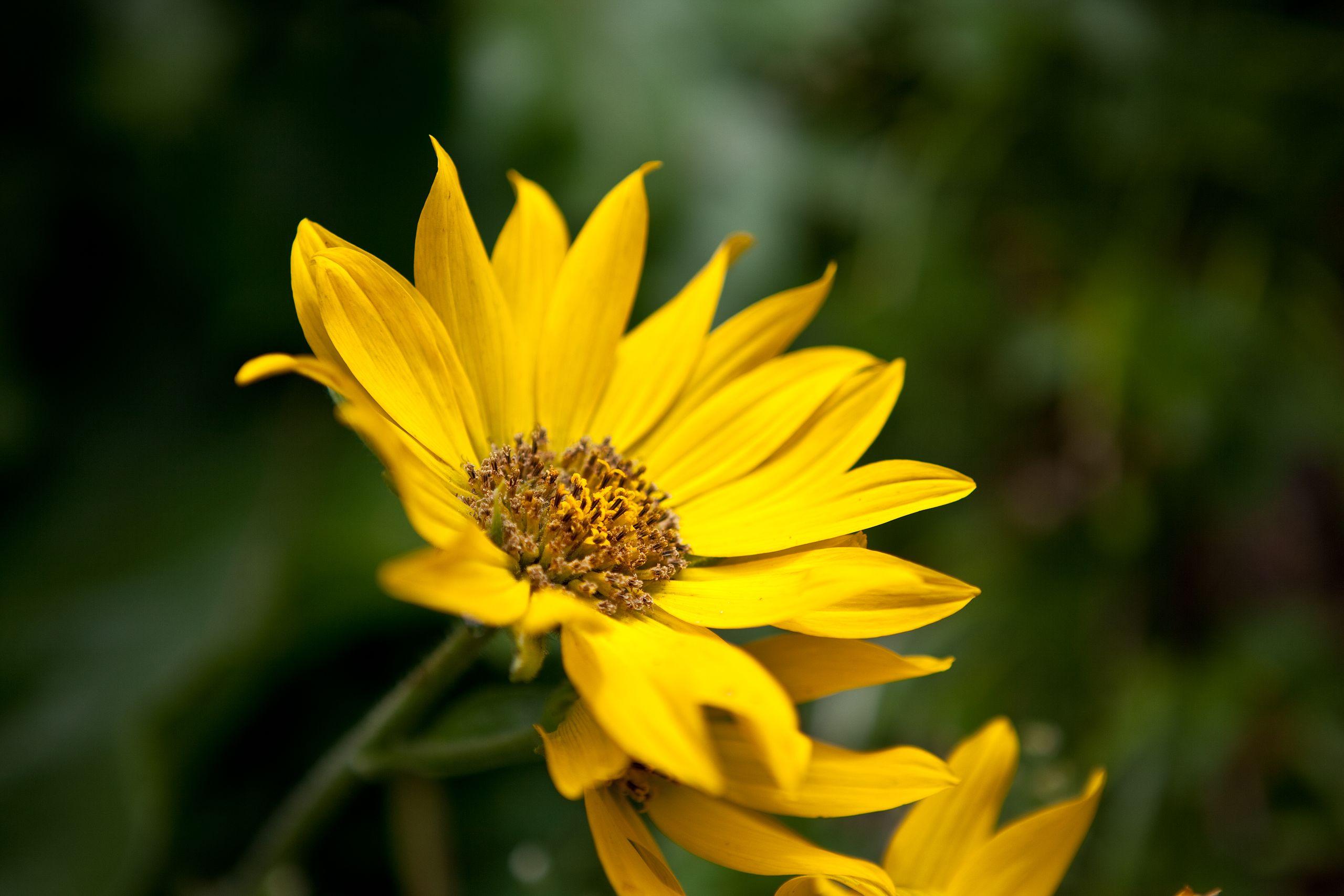 yellow flowers with yellow-brown center, green foliage and stems