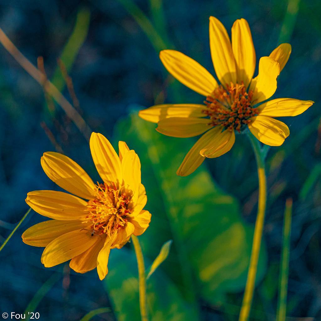 dark-yellow flowers with orange center, green leaves and lime stems