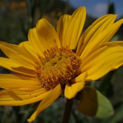 a dark-yellow flower with yellow-orange center, green leaves and stems