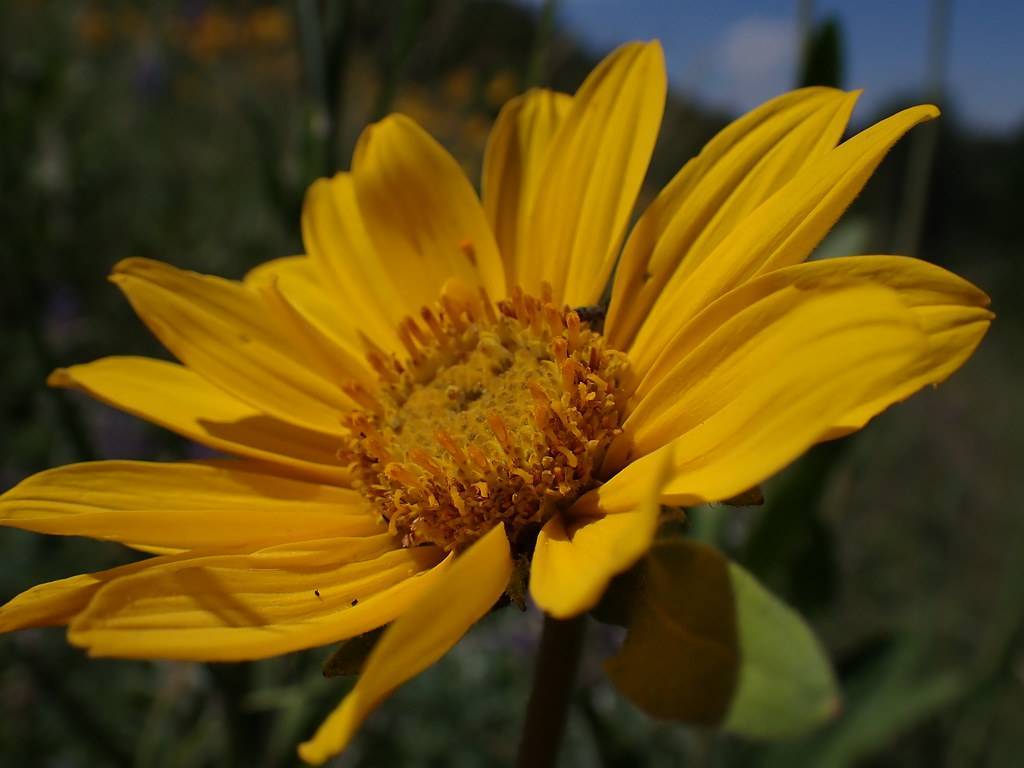 a dark-yellow flower with yellow-orange center, green leaves and stems