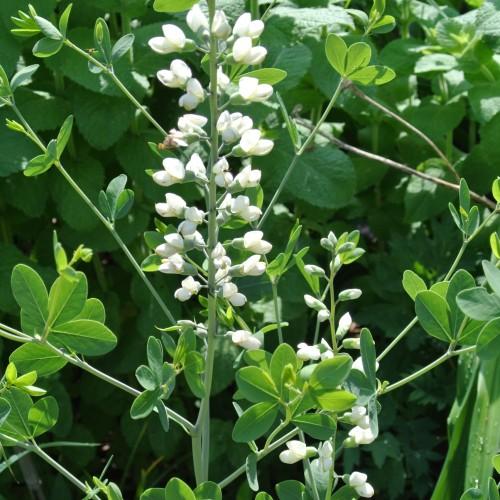 White flowers with green sepal, pedicel, stem and green leaves.