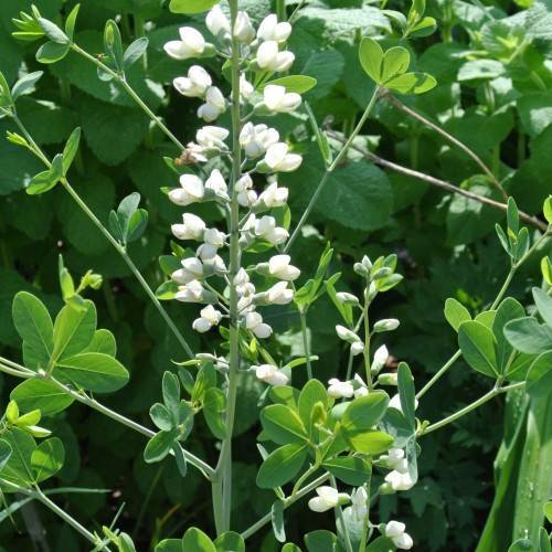 White flowers with green sepal, pedicel, stem and green leaves.
