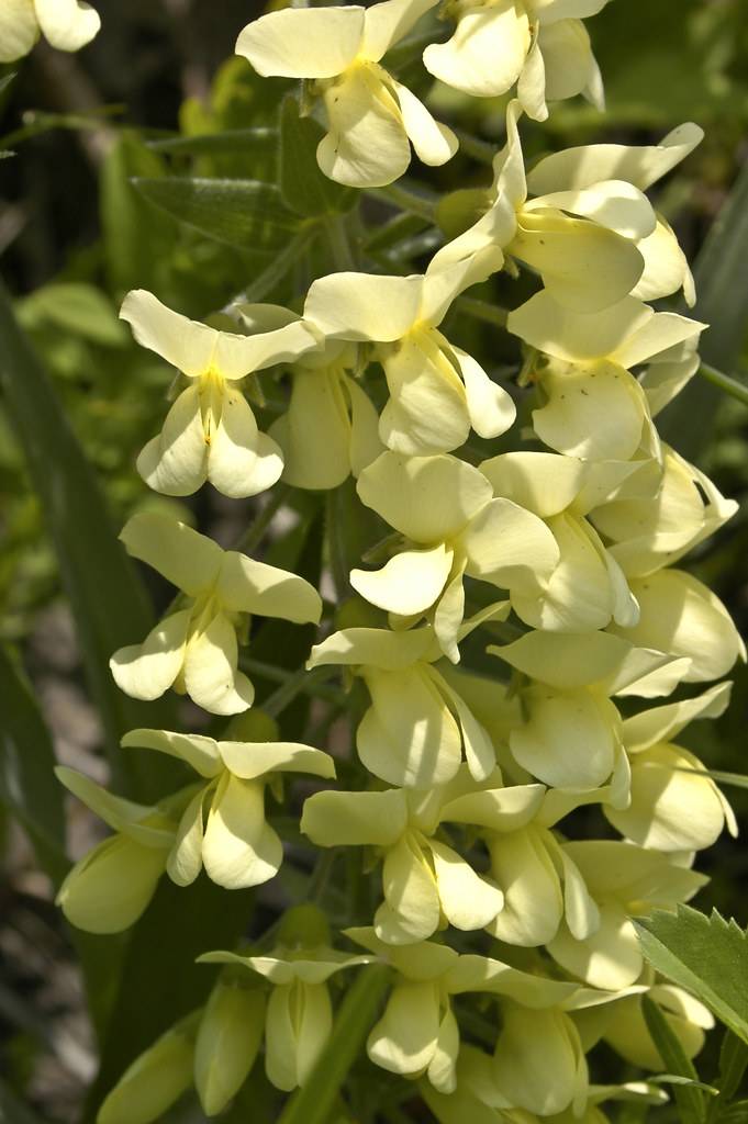 light-yellow flowers with green leaves and green stems