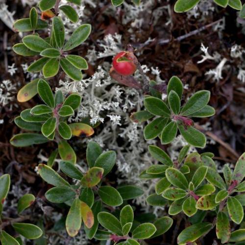 red fruit, dark-pink flowers, yellow-green leaves with brown stems