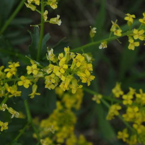yellow flowers with green leaves and stems