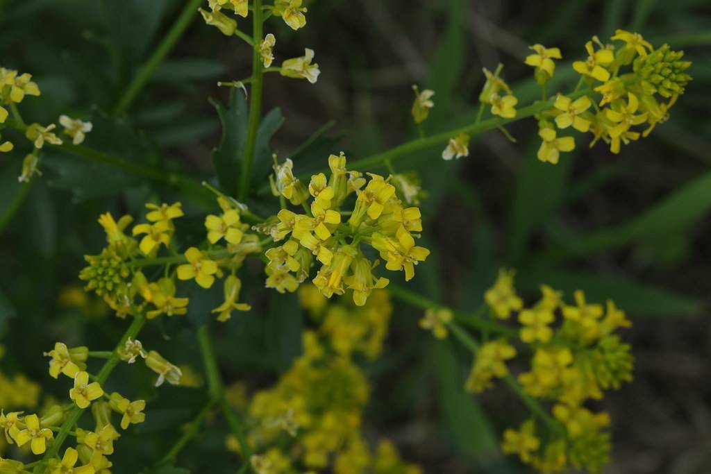 yellow flowers with green leaves and stems