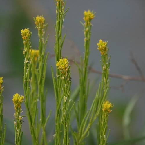 lime-yellow flowers with green foliage and stems