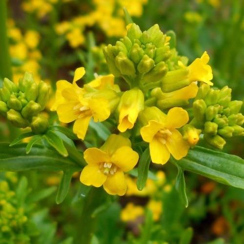 yellow flowers with yellow filaments, yellow-lime buds, green leaves and stems