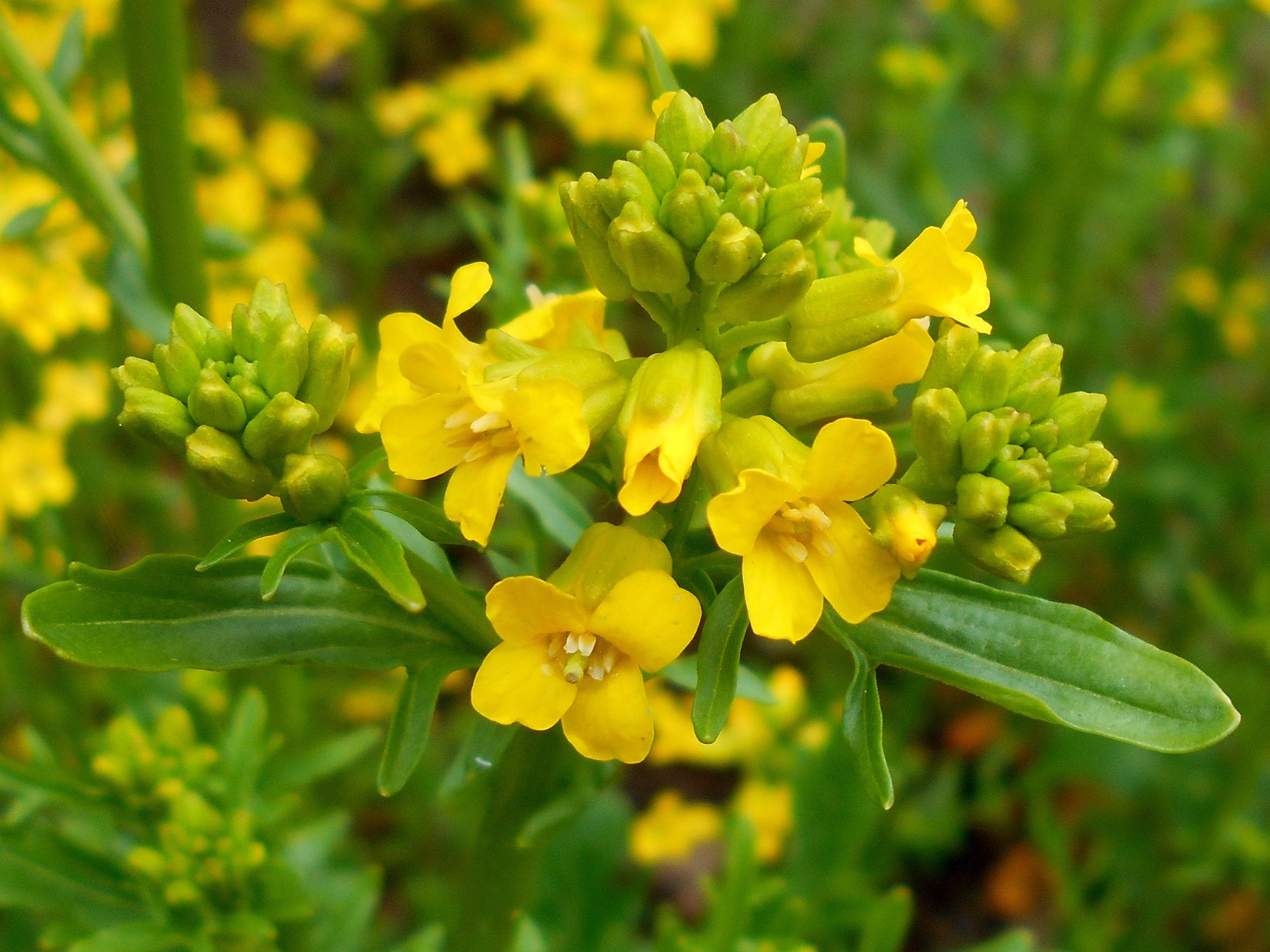 yellow flowers with yellow filaments, yellow-lime buds, green leaves and stems