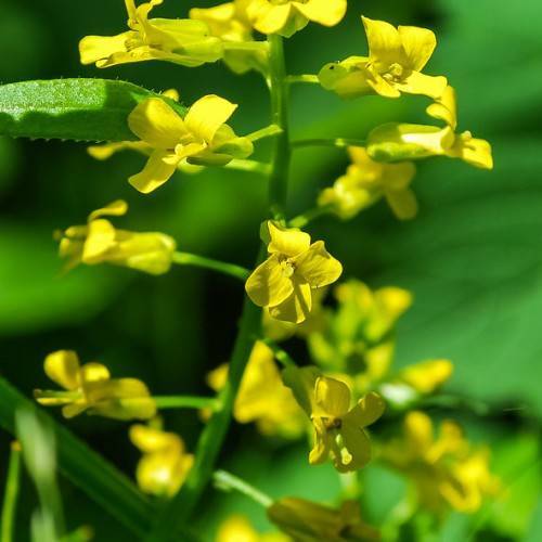 bright-yellow flowers, green leaves and light-green stems