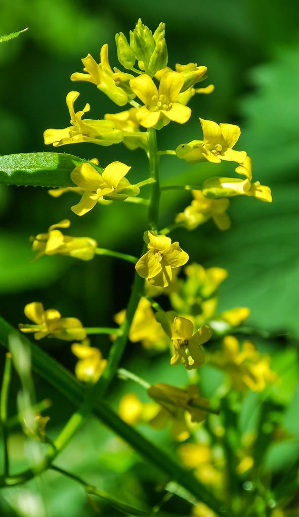 bright-yellow flowers, green leaves and light-green stems