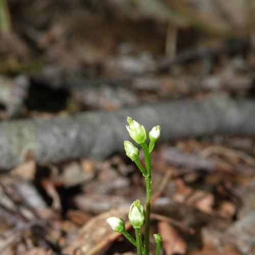 white-green buds with green stems