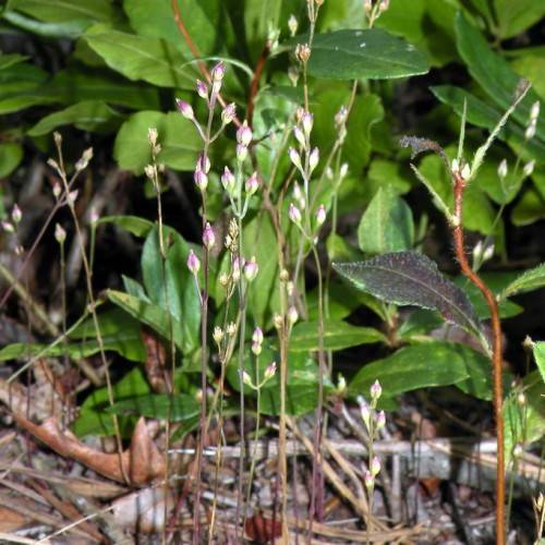 purple-white buds with green leaves and brown stems