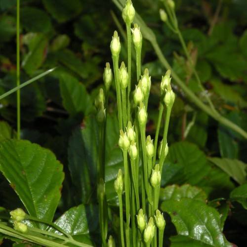 lime-yellow buds with lime-green stems and dark-green leaves