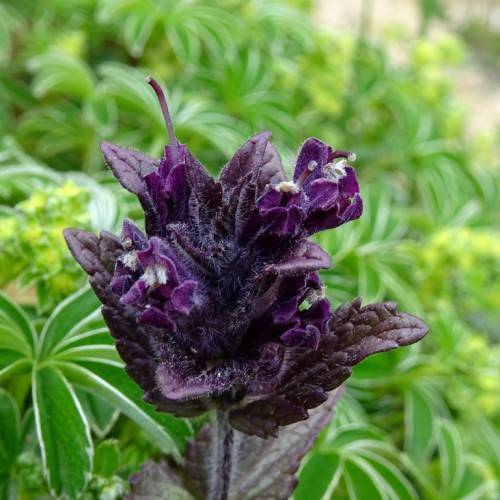 dark-purple flowers and leaves on dark-purple stems