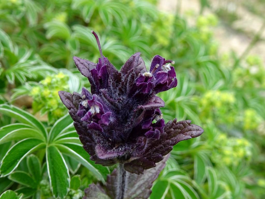 dark-purple flowers and leaves on dark-purple stems