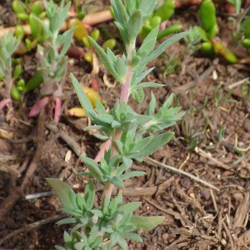 light-green leaves on light-red stems