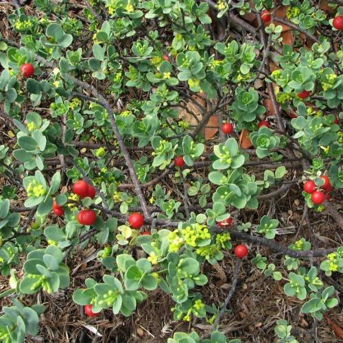 red fruits with lime flowers, green leaves and dark-brown branches