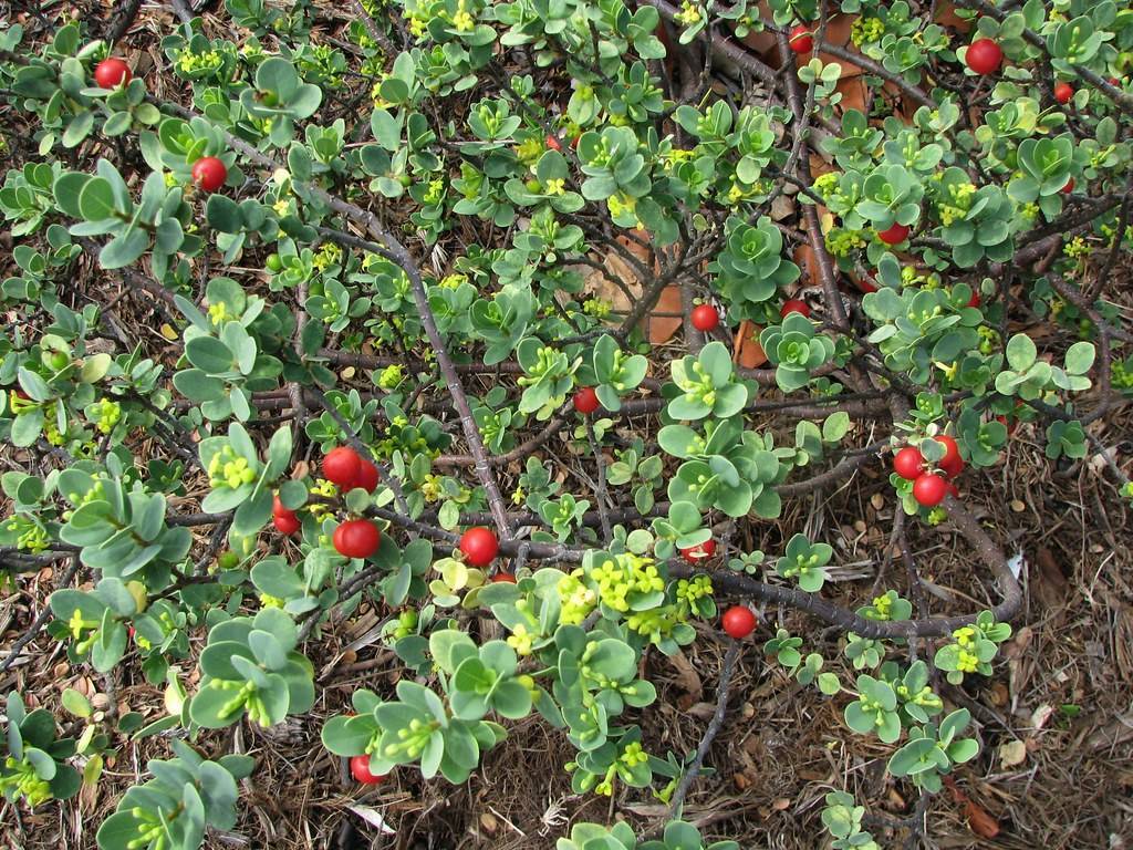 red fruits with lime flowers, green leaves and dark-brown branches