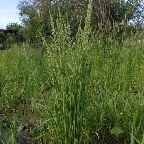 light-green flowers, green leaves and stems