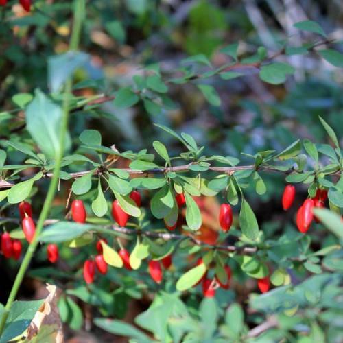 bright-red fruits with yellow-green leaves on green-brown stems