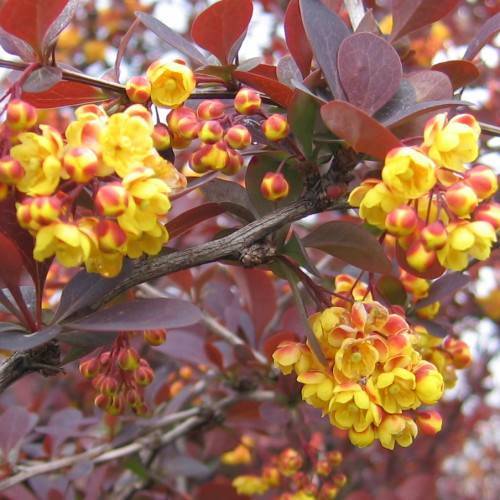 red-yellow fruits with burgundy leaves on brown-grey stems and branches