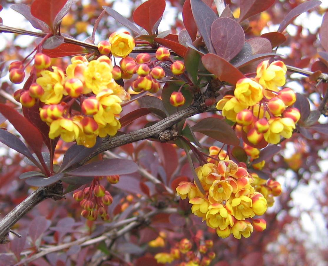 red-yellow fruits with burgundy leaves on brown-grey stems and branches