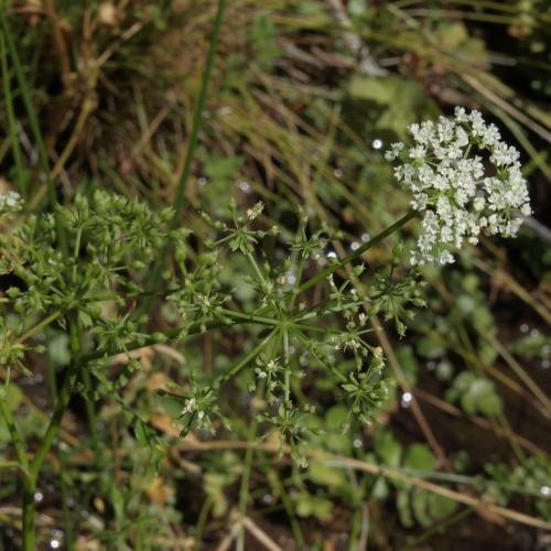 white flowers and green leaves on green-brown stems