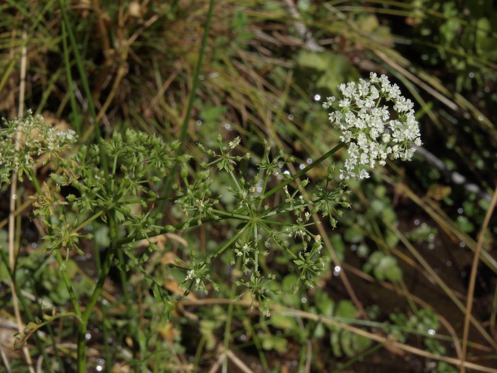 white flowers and green leaves on green-brown stems