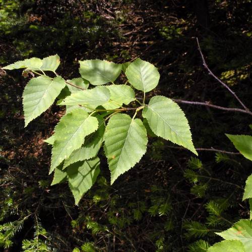 yellow-green leaves on light-brown stems