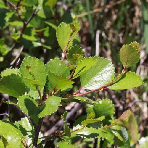 light-green leaves on red petioles and stems