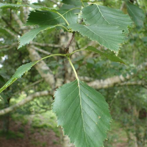green leaves and light-green stems with grey branches
