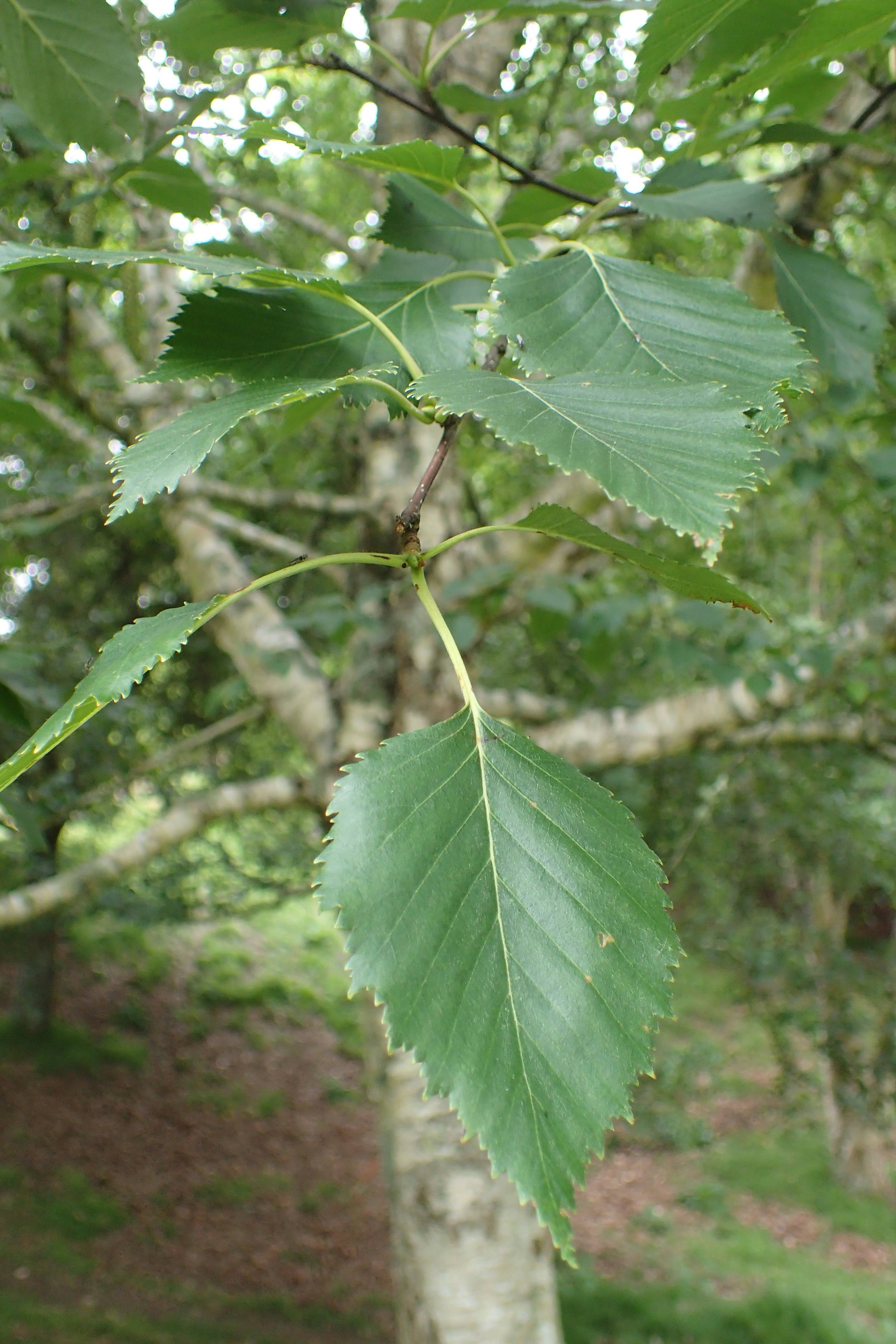 green leaves and light-green stems with grey branches