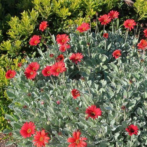 Brightly colored daisy-like red-pink flowers and dark orange center and gray-green leaves with green stem.