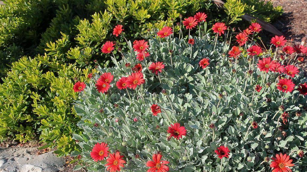 Brightly colored daisy-like red-pink flowers and dark orange center and gray-green leaves with green stem.