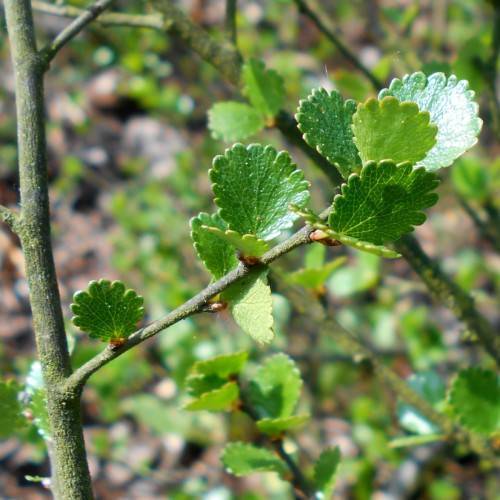 green leaves on olive branches