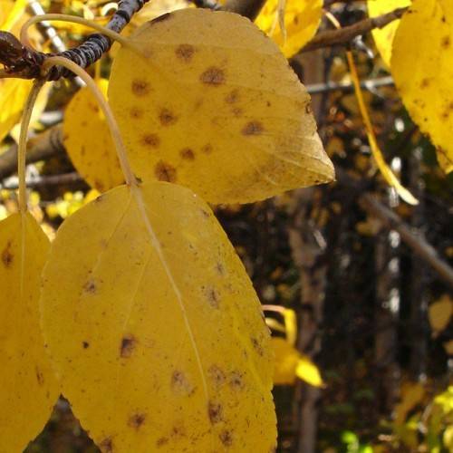 yellow-brown leaves on yellow petioles and dark-brown branches
