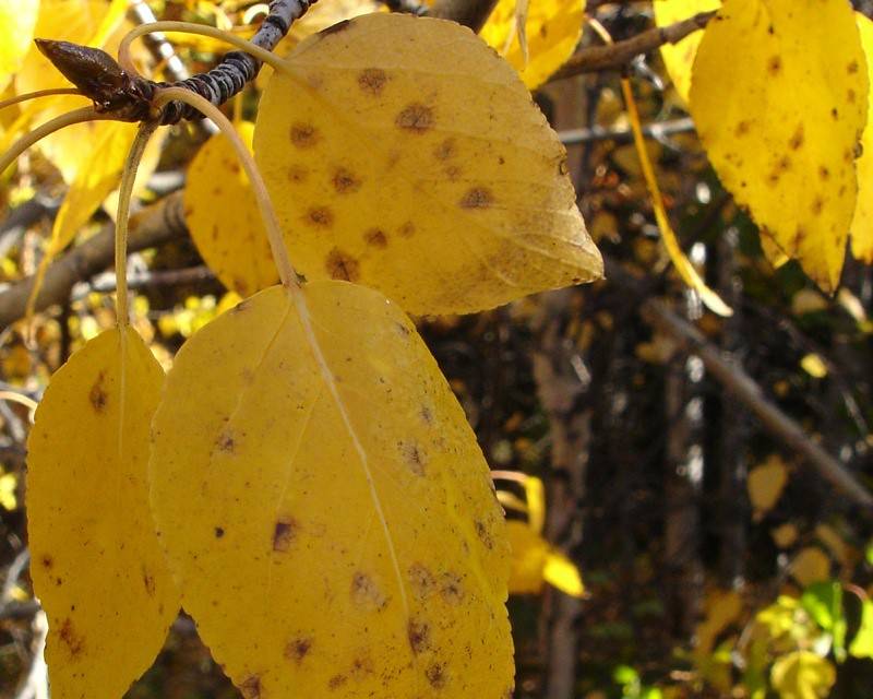 yellow-brown leaves on yellow petioles and dark-brown branches