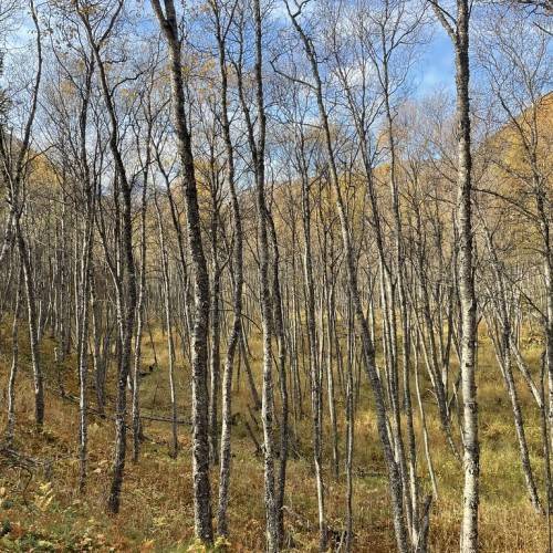 brown leaves on grey-brown branches and trunks