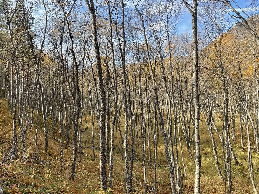 brown leaves on grey-brown branches and trunks