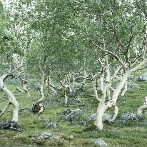 green leaves on grey branches and trunks