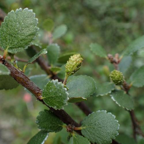 green leaves and lime fruits on dark-brown branches