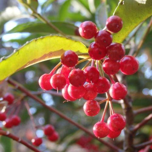 Red-brown stem and stalk with round bright-red berries and yellow-green leaves.