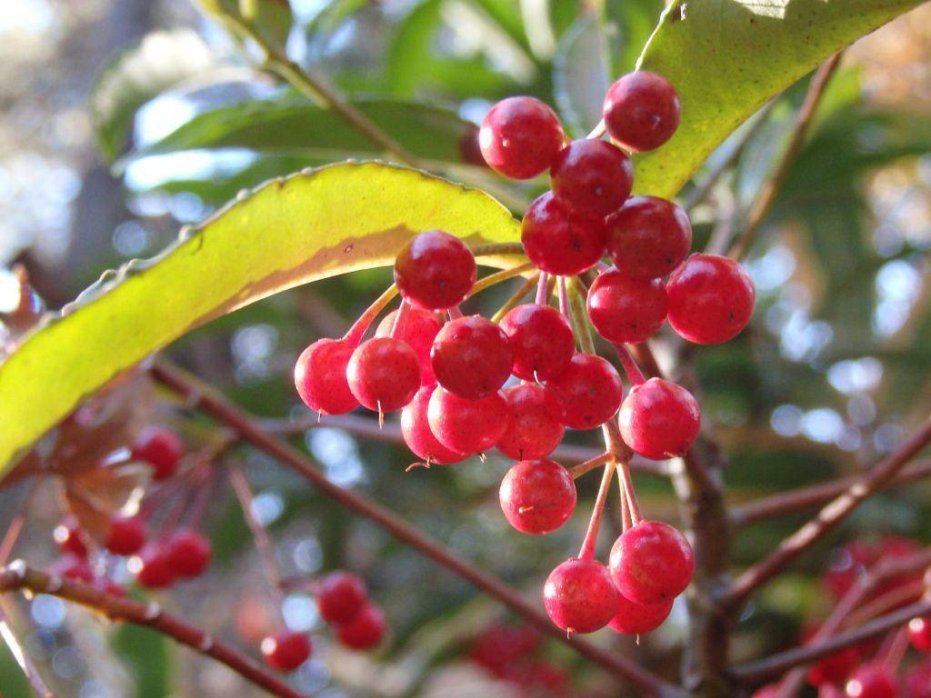 Red-brown stem and stalk with round bright-red berries and  yellow-green leaves.