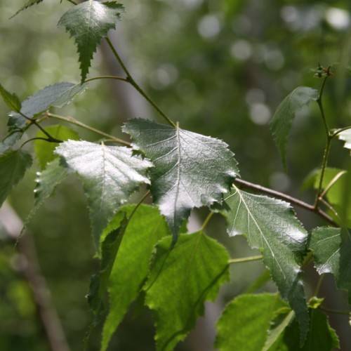 dark-green leaves on green-brown stems