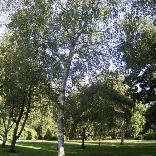 green leaves on light-gray branches and trunk