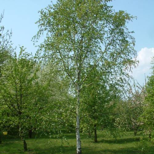green leaves on light-gray branches and trunk