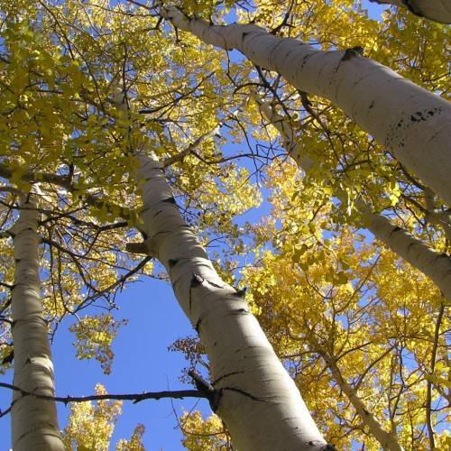 yellow leaves with brown branches and gray-white trunks