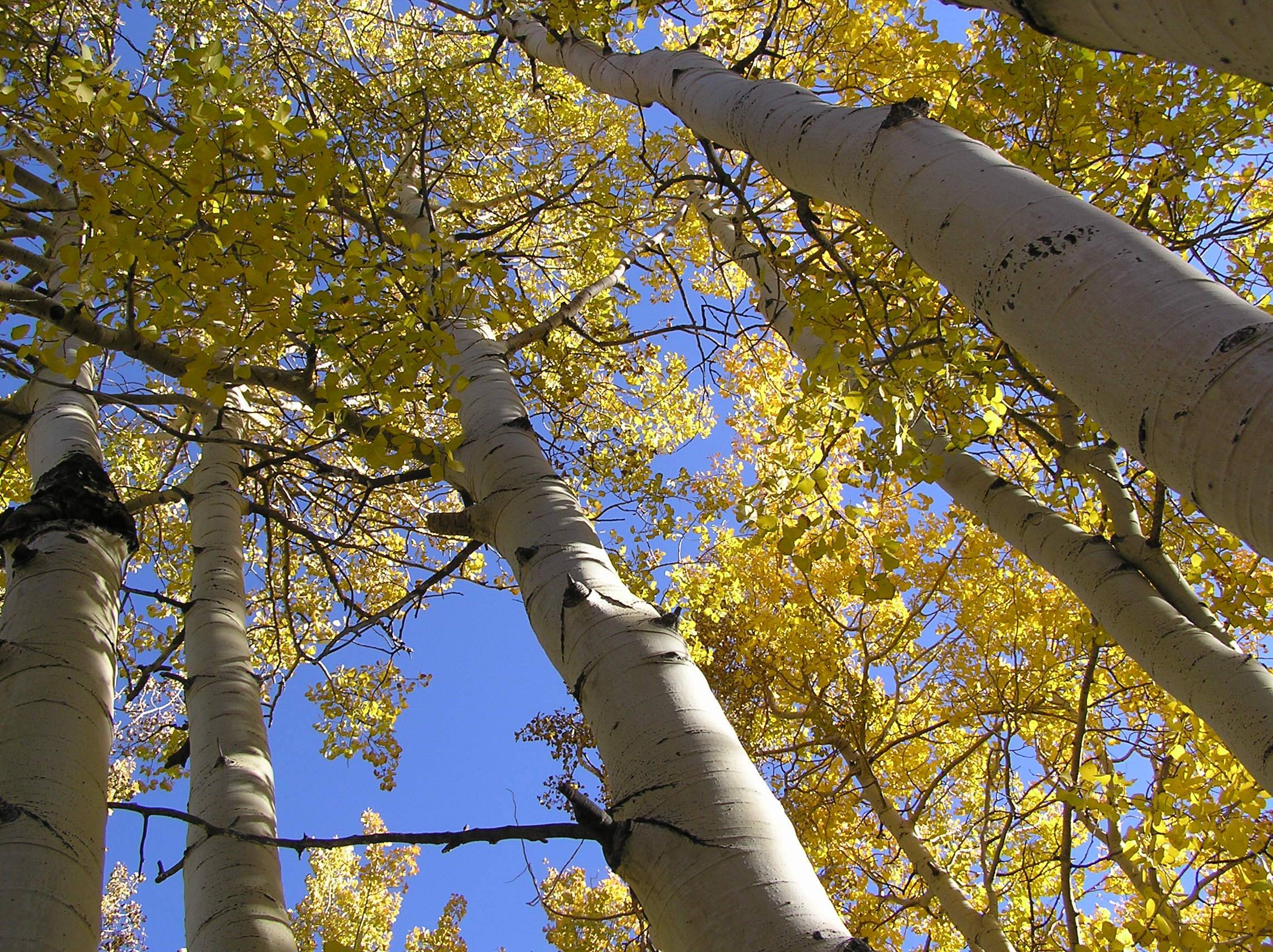 yellow leaves with brown branches and gray-white trunks