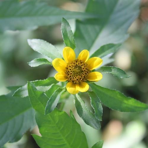 yellow flower with brown-yellow center, green leaves and stem